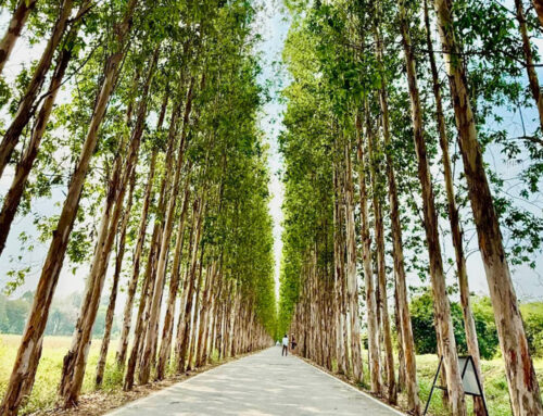 จุดถ่ายรูปถนนยูคา